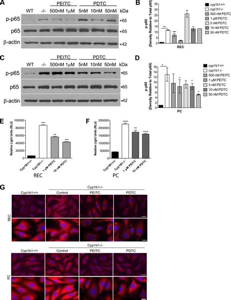 beta actin loading control